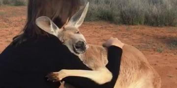Une kangourou secourue ne peut pas arrêter de faire des câlins aux bénévoles qui lui ont sauvé la vie