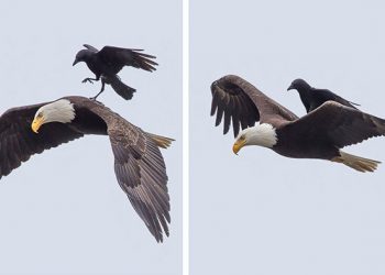 Un corbeau monte sur le dos d&rsquo;un aigle dans des photos uniques