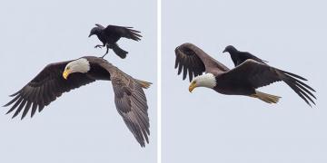 Un corbeau monte sur le dos d’un aigle dans des photos uniques