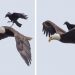 Un corbeau monte sur le dos d’un aigle dans des photos uniques