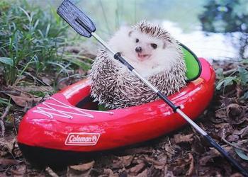 Ce petit hérisson fait du camping, et ses photos sont la meilleure chose que vous verrez aujourd&rsquo;hui