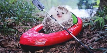 Ce petit hérisson fait du camping, et ses photos sont la meilleure chose que vous verrez aujourd’hui