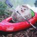 Ce petit hérisson fait du camping, et ses photos sont la meilleure chose que vous verrez aujourd&rsquo;hui