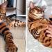 Découvrez Thor, le magnifique chat du Bengale à la fourrure tachetée parfaite !
