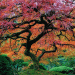 16 des Arbres les plus Magnifiques au Monde