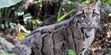 Une panthère taïwanaise « éteinte » repérée pour la première fois depuis sa disparition en 1983
