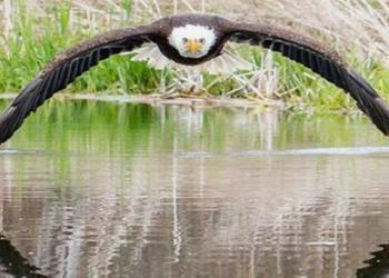 Un photographe prend la photo parfaite d&rsquo;un superbe aigle à tête blanche