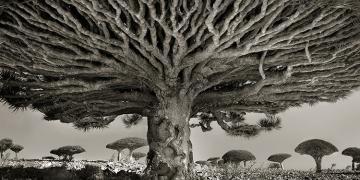 Arbres anciens : une femme passe 14 ans à photographier les plus vieux arbres du monde