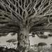 Arbres anciens : une femme passe 14 ans à photographier les plus vieux arbres du monde
