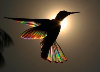 Un arc-en-ciel de lumière diffuse à travers les ailes d&rsquo;un colibri dans les photographies de Christian Spencer