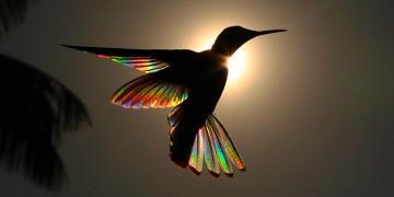 Un arc-en-ciel de lumière diffuse à travers les ailes d’un colibri dans les photographies de Christian Spencer