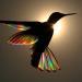 Un arc-en-ciel de lumière diffuse à travers les ailes d&rsquo;un colibri dans les photographies de Christian Spencer