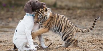 Un bébé tigre rejeté par sa mère trouve un chiot comme meilleur ami