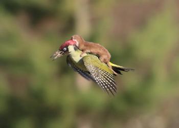 Un bébé belette fait un voyage magique sur le dos d&rsquo;un pivert