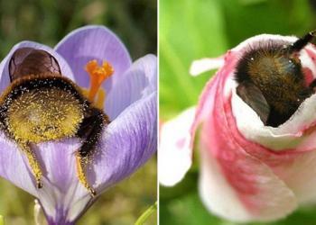 Bourdons fatigués qui se sont endormis à l&rsquo;intérieur des fleurs avec du pollen sur leurs derrières