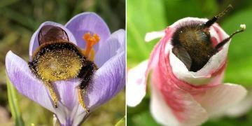 Bourdons fatigués qui se sont endormis à l’intérieur des fleurs avec du pollen sur leurs derrières