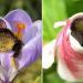 Bourdons fatigués qui se sont endormis à l&rsquo;intérieur des fleurs avec du pollen sur leurs derrières