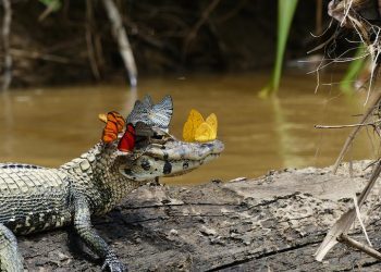 Une photo unique capture un caïman portant une couronne de papillons en Amazonie
