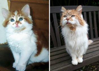 Un chat adopté en 1988 célèbre son 32e anniversaire cette année