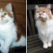 Un chat adopté en 1988 célèbre son 32e anniversaire cette année