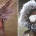 Il fait si froid au Canada qu&rsquo;ils ont des concours de cheveux gelés