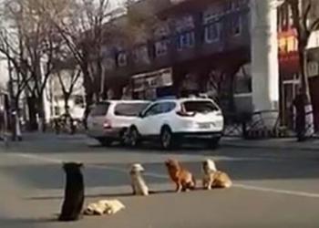 4 chiens bloquent la circulation, les conducteurs se rendent compte qu&rsquo;ils gardent un ami renversé par une voiture