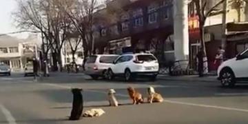 4 chiens bloquent la circulation, les conducteurs se rendent compte qu&rsquo;ils gardent un ami renversé par une voiture