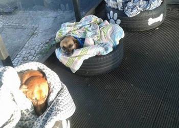 Une gare routière ouvre ses portes aux chiens sans abri et leur offre des lits spéciaux pour les protéger de l&rsquo;hiver