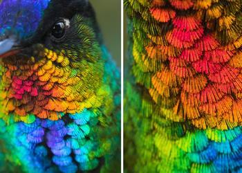 Un gros plan spectaculaire d&rsquo;un colibri à gorge ardente