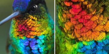 Un gros plan spectaculaire d’un colibri à gorge ardente