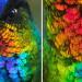 Un gros plan spectaculaire d&rsquo;un colibri à gorge ardente