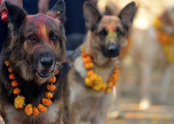 Il y a un festival au Népal chaque année qui remercie les chiens d&rsquo;être nos amis