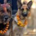 Il y a un festival au Népal chaque année qui remercie les chiens d&rsquo;être nos amis