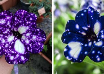 Les spectaculaires fleurs « galaxie » semblent contenir l&rsquo;univers dans leurs pétales