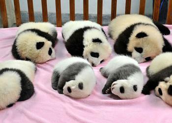 Apparemment, une garderie pour pandas existe et c&rsquo;est adorable