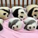 Apparemment, une garderie pour pandas existe et c&rsquo;est adorable