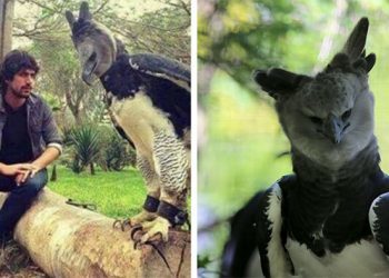 L&rsquo;aigle harpie est un oiseau si gros que certains pensent que c&rsquo;est une personne en costume