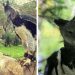 L&rsquo;aigle harpie est un oiseau si gros que certains pensent que c&rsquo;est une personne en costume