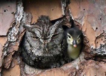 Une chouette confond un œuf de canard avec le sien et finit par l&rsquo;élever quand même