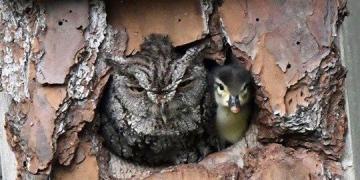 Une chouette confond un œuf de canard avec le sien et finit par l&rsquo;élever quand même