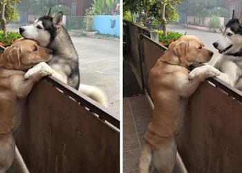 Un husky solitaire s&rsquo;échappe de son jardin pour donner une accolade à son meilleur ami