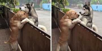 Un husky solitaire s&rsquo;échappe de son jardin pour donner une accolade à son meilleur ami
