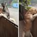 Un husky solitaire s’échappe de son jardin pour donner une accolade à son meilleur ami
