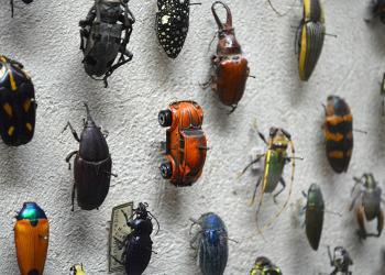 Une Volkswagen Coccinelle repérée dans la collection d&rsquo;insectes d&rsquo;un musée d&rsquo;histoires naturelles