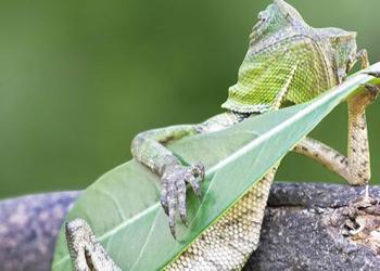 Un lézard surpris à jouer de la guitare avec une feuille en Indonésie