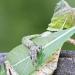 Un lézard surpris à jouer de la guitare avec une feuille en Indonésie