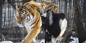 Un bouc vivant est donné à manger à un tigre, mais ils deviennent plutôt les meilleurs amis