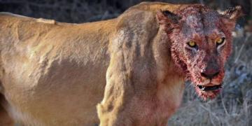 Des lions mangent trois braconniers de rhinocéros vivants dans une réserve naturelle sud-africaine