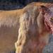 Des lions mangent trois braconniers de rhinocéros vivants dans une réserve naturelle sud-africaine