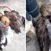 Une oie sauve un chiot errant du froid en le réchauffant sous ses ailes